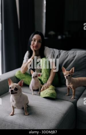 Drei kleine chihuahua-Haustiere, die zusammen auf einer grauen Couch stehen. Im verschwommenen Hintergrund sitzt eine junge Frau im grünen Pyjama in einem modernen, lebenden Ro Stockfoto