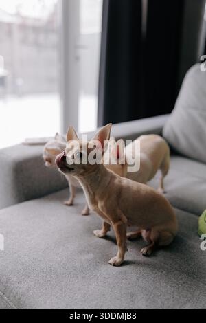 Nahaufnahme eines kleinen Ingwer kurzhaarigen chihuahua, der auf einer grauen Couch sitzt und sich zufrieden die Nase leckt. Andere kleine Hunde sind Visib Stockfoto