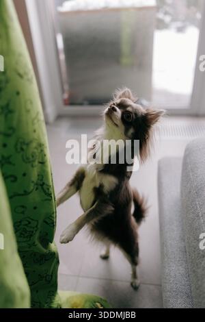 Hochwinkelaufnahme von braunem und weißem langhaarigem chihuahua, der auf seinen Hinterbeinen steht und neugierig nach oben blickt. Der Hund befindet sich neben der Person in Stockfoto