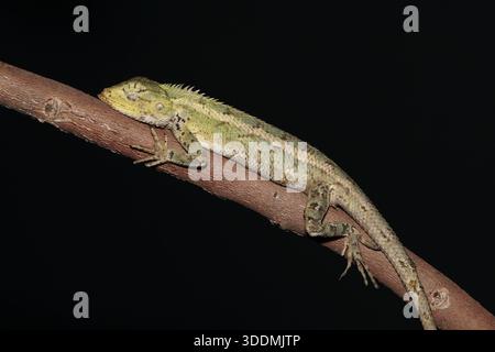 Calotes versicolor Garden Eidechse, die nachts auf einem Baum sitzt und friedliches Schlafverhalten zeigt. Stockfoto