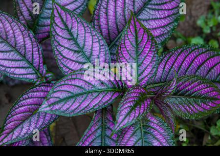 Strobilanthes dyeriana, das Persische Schild, ist eine Zierpflanze aus Myanmar, die aber weltweit verbreitet ist. Stockfoto