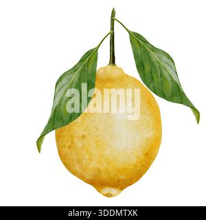 Aquarellzeichnung mit Zitrone. Handgezeichnete tropische Sauerfrüchte. Clip-Art aus saftiger gelber Limette. Zitrusfrüchte auf isoliertem weißem Hintergrund. Ideal für Logo und Stockfoto