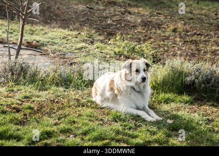 Freundliche weibliche Mischhunde, die auf dem Gras auf dem ländlichen Hof ruhen, friedliche Landschaft an sonnigen Wintertagen Stockfoto