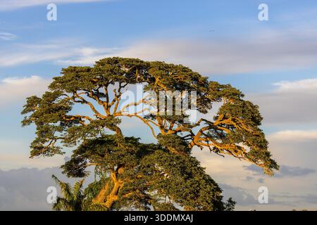 Großer tropischer Schattenbaum, wahrscheinlich Regenbaum (Samanea saman), Süd-Sri Lanka Stockfoto