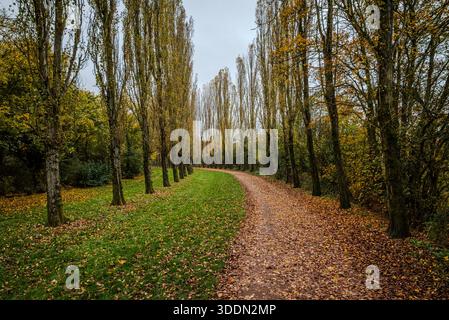Herbstwanderweg, flankiert von hohen Bäumen unter bewölktem Himmel, deren karge Blätter am Boden verstreut sind Stockfoto