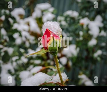 Makroaufnahme von Rosenknospen, die Anfang November mit Schnee bedeckt sind Stockfoto