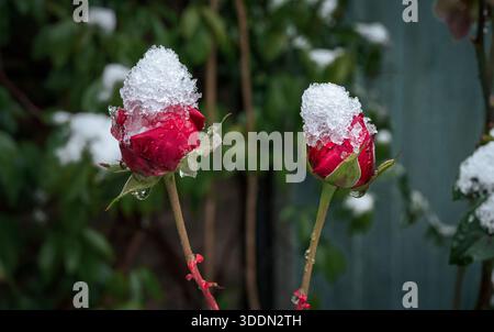 Rote Rosenknospen, bedeckt mit kleinen Eisformationen nach einem vorzeitigen Novemberfrost Stockfoto