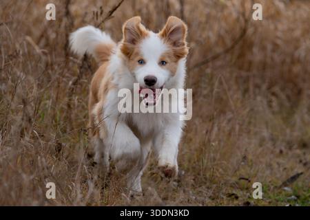 Border-collie Stockfoto
