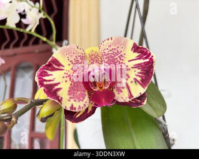 Gelbe und rosafarbene Orchideenblüte in Blüte Stockfoto
