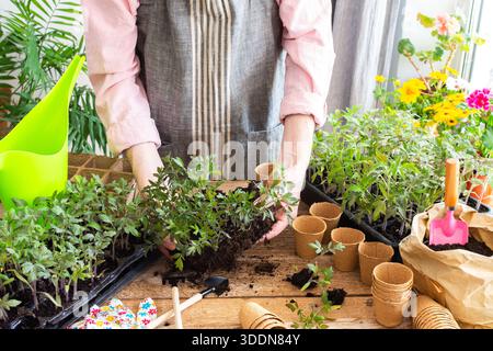 Ein Mann pflanzt junge Tomaten- und Paprikensetzlinge in Öko-Töpfe um, pflanzt Setzlinge aus Plastikbehältern in Torftöpfe, Prepa Stockfoto