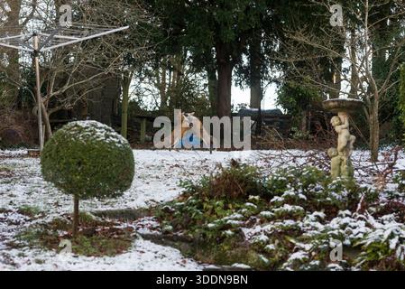 Greater London, Großbritannien. Januar 2026. Wetter in Großbritannien. Zwei Füchse tummelten im ersten abgeschiedenen Schneefall von 2026 in einem Croydon Surrey Garten. Die einheimischen Rotfuchsarten (Vulpes vulpes) im Vereinigten Königreich haben ihre Aktivität erhöht, da sie sich im Winter paaren, vor allem im Januar und Februar, so dass die Jungen Ende März oder Anfang April geboren werden, wenn die Futtermöglichkeiten besser sind. Quelle: Francesca Moore/Alamy Live News Stockfoto