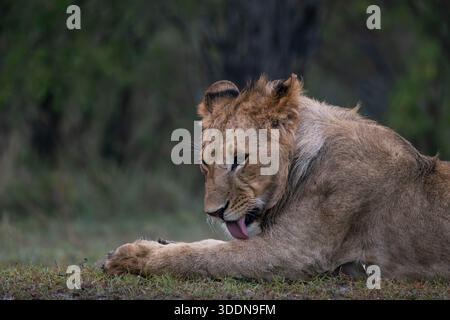 Ein junger männlicher Löwe, dessen Mähne gerade zu zeigen beginnt, liegt auf dem Gras der Masai Mara und pflegt sich selbst. Stockfoto