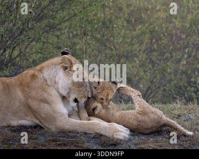 Zwei junge Löwenjungen spielen fröhlich zusammen, während ihre Löwenmutter versucht, sie zu pflegen. Starke Zuneigung und familiäre Bindungen zeigen, Stockfoto