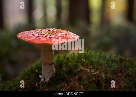 Rote Fliegenpilze mit weißen Flecken, die auf Waldboden in der Natur wachsen Stockfoto