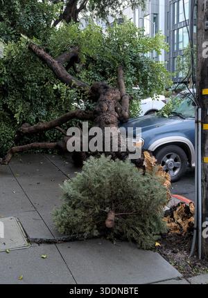 San Francisco, USA. Januar 2026. Über Nacht fiel ein Baum, der die Windschutzscheibe zerbrach und die Motorhaube eines geparkten Ford Explorers zerbrach. Thomas Hunter II/Alamy Live News Stockfoto