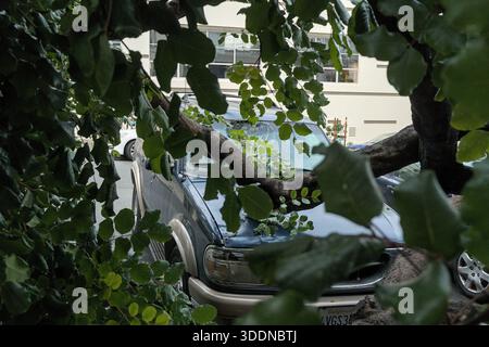 San Francisco, USA. Januar 2026. Über Nacht fiel ein Baum, der die Windschutzscheibe zerbrach und die Motorhaube eines geparkten Ford Explorers zerbrach. Thomas Hunter II/Alamy Live News Stockfoto
