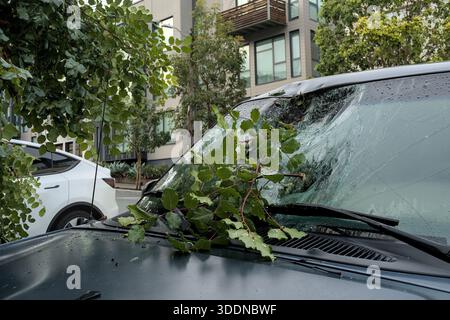 San Francisco, USA. Januar 2026. Über Nacht fiel ein Baum, der die Windschutzscheibe zerbrach und die Motorhaube eines geparkten Ford Explorers zerbrach. Thomas Hunter II/Alamy Live News Stockfoto
