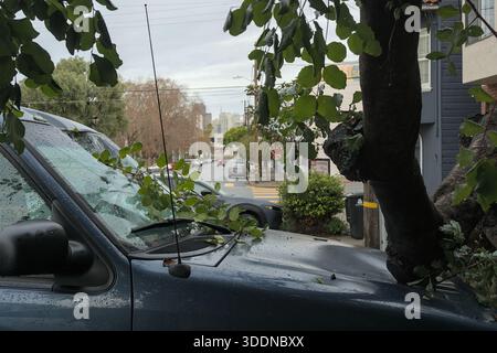 San Francisco, USA. Januar 2026. Über Nacht fiel ein Baum, der die Windschutzscheibe zerbrach und die Motorhaube eines geparkten Ford Explorers zerbrach. Thomas Hunter II/Alamy Live News Stockfoto