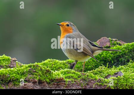 rotkehlchen (Erithacus rubecula), der im Winter auf moosbedeckten umgestürzten Bäumen auf der Suche nach Insekten und anderen wirbellosen Tieren im Wald sitzt Stockfoto