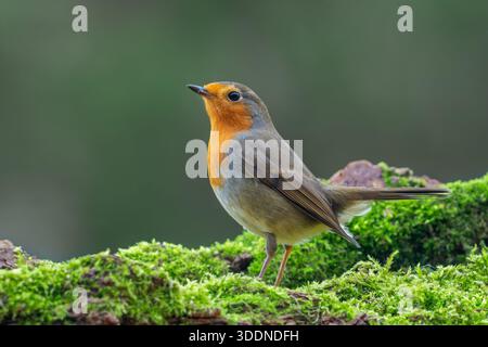 rotkehlchen (Erithacus rubecula), der im Winter auf moosbedeckten umgestürzten Bäumen auf der Suche nach Insekten und anderen wirbellosen Tieren im Wald sitzt Stockfoto
