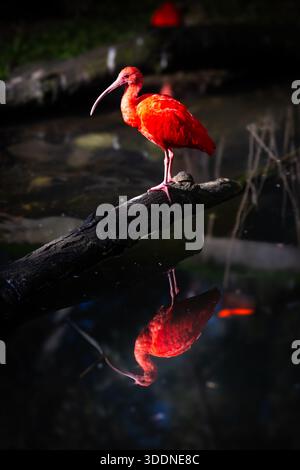 Scharlach Ibis auf einem Zweig mit Reflexion im stillen Wasser Stockfoto
