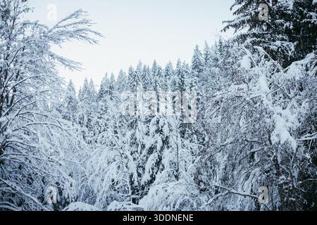 Panoramablick auf die Berge, die von Bäumen unter Schnee bedeckt sind Stockfoto