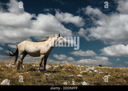 Elegantes weißes Pferd, das auf einem sonnendurchfluteten Feld steht Stockfoto