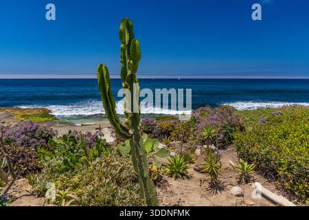 Landschaftlich gestalteter Park auf einer Klippe mit Blick auf den Strand von La Jolla, San Diego, Kalifornien, USA Stockfoto