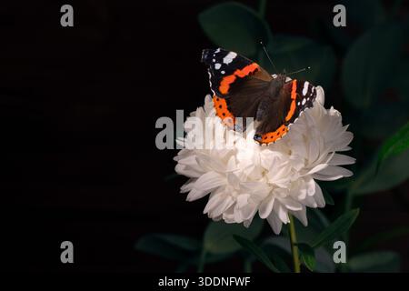 Nahaufnahme eines roten Admiral-Schmetterlings (Vanessa atalanta), der auf einem blühenden weißen Aster vor einem dunkelgrünen Laubhintergrund thront. Hoher Resol Stockfoto