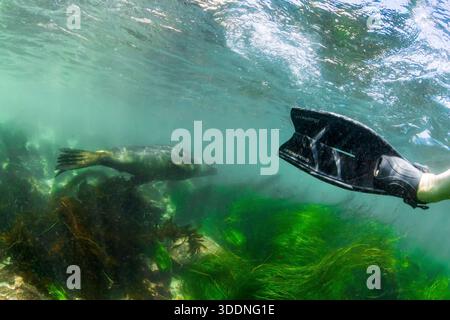 Sehen Sie beim Schwimmen und Schnorcheln unter Wasser in La Jolla Cove, San Diego, Kalifornien, USA Stockfoto