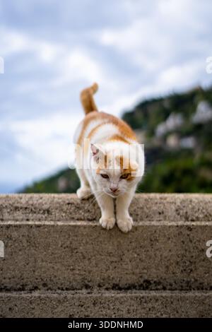 Eine Katze mit nur einem Ohr, die draußen auf einer Wand sitzt Stockfoto