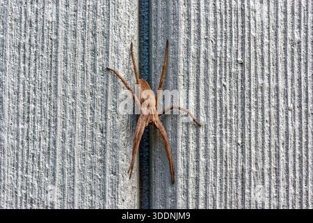 Europäische Baumschule Web Spider, Pisaura mirabilis stationär auf Holzschuppen in Northumberland, Großbritannien. Stockfoto