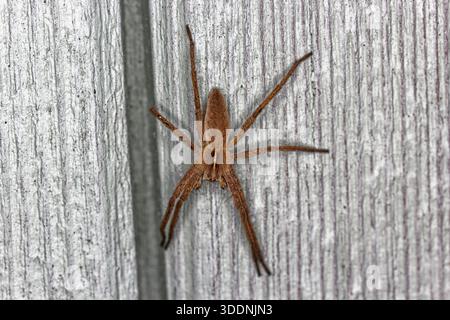 Europäische Baumschule Web Spider, Pisaura mirabilis stationär auf Holzschuppen in Northumberland, Großbritannien. Stockfoto