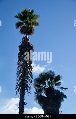 Hohe Palmen vor einem klaren blauen Himmel Stockfoto