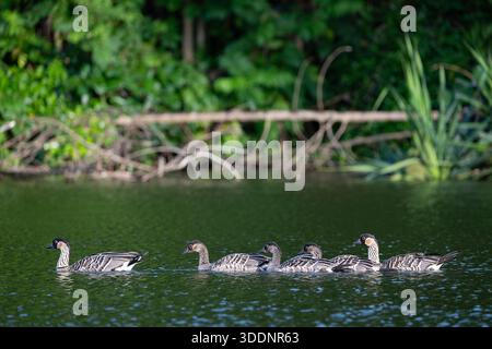 nene oder hawaiianische Gänse, Branta sandvicensis ( endemische Art ), die weltweit seltenste Gans, schwimmen im Teich, Princeville, Kauai, Hawaii, USA Stockfoto
