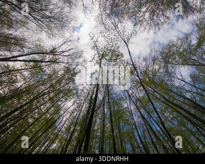 Bäume, die zum Himmel wachsen, geringer Blickwinkel Stockfoto