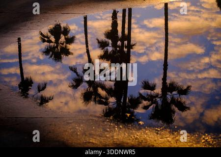 Palmen spiegeln sich in einer Pfütze, Venice Beach, Los Angeles, Kalifornien, USA Stockfoto
