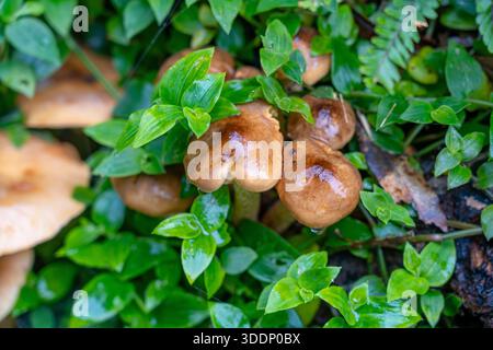 Weiße Pilze zersetzen sich auf der Insel São Miguel, Azoren, Portugal. Stockfoto