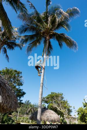 Ein Gärtner in einer belebten Gegend eines kubanischen Resorts klettert auf eine Kokospalme, um den Baum von Kokosnüssen zu befreien, um zu verhindern, dass sie fallen und Besucher verletzen. Stockfoto