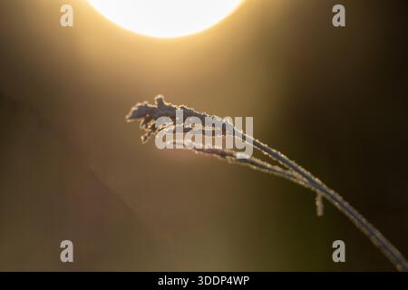 Schneebedeckter Grashalm im Morgenlicht Stockfoto