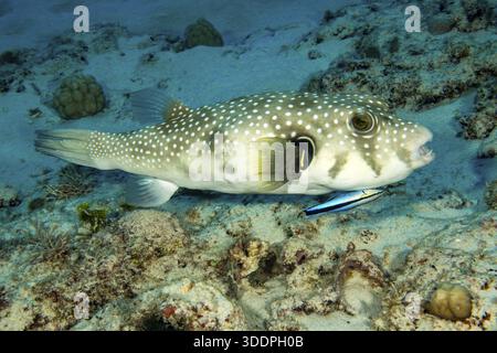 Symbiose von Weißfleckenpufferfischen (Arothron hispidus), die durch Bluestreak-Reinerfische (Labroides dimid) von Parasiten befreit werden Stockfoto