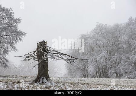 Winterlandschaft mit gebrochenem Baumstumpf in der Schwäbischen Alb. Raureif. Muensingen, Baden-Württemberg, Deutschland Stockfoto