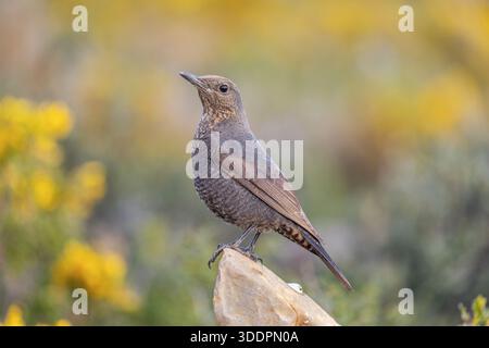 Blue Rock Thrush; Monticola solitarius; weiblich; Spanien Stockfoto