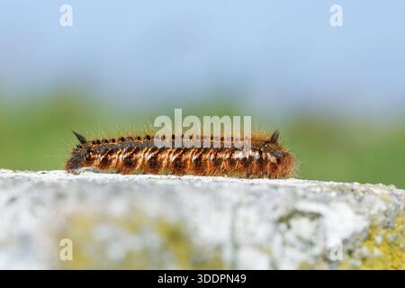 Trinker Motte; Euthrix potatoria; Larve; UK Stockfoto