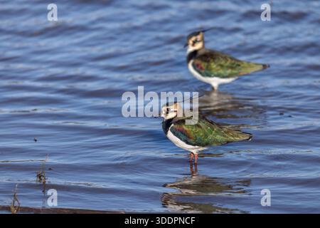 Kippen; Vanellus vanellus; im Wasser stehend; UK Stockfoto