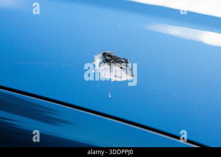 Ein Vogel, der langsam den Lack eines blauen Autos beschädigt Stockfoto
