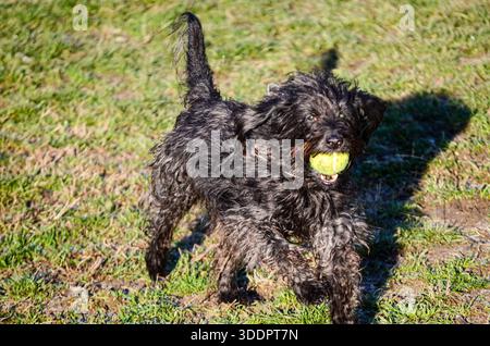 Ein verspielter schwarzer Hund mit zotteligem Fell läuft über einen sonnendurchfluteten Rasenbereich und hält einen hellgelben Tennisball im Mund Stockfoto