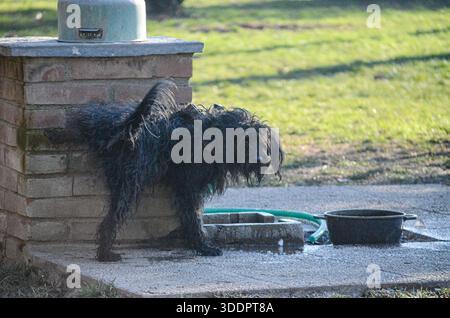 Ein zotteliger schwarzer Hund ist nass und steht in der Nähe einer Ziegelstruktur mit einem Wasserbecken und einem grünen Schlauch in der Nähe Stockfoto