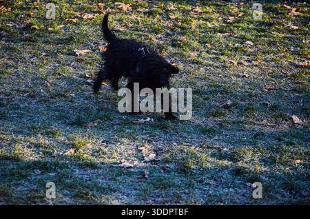 Ein verspielter schwarzer Hund mit zotteligem Fell wird mitten im Schritt gefangen, hält einen grünen Ball auf einem Rasen, der mit Frost und gefallenen Blättern bedeckt ist Stockfoto