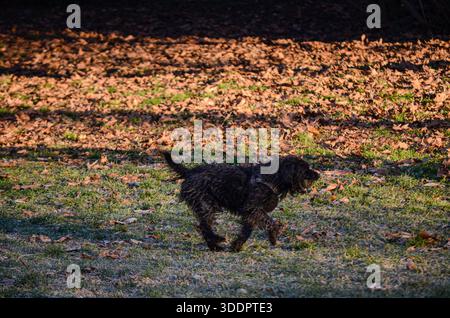 Ein verspielter, nasser, dunkelhaariger Hund mit lockigem Fell läuft über ein grasbewachsenes Feld mit trockenen Herbstblättern Stockfoto